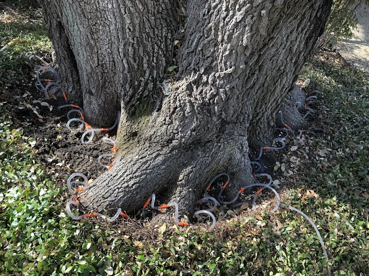 Detailed Tree Cabling and Bracing job site in South Lancaster