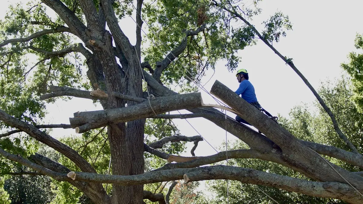 Professional Crown Thinning performed by certified arborists in South Lancaster