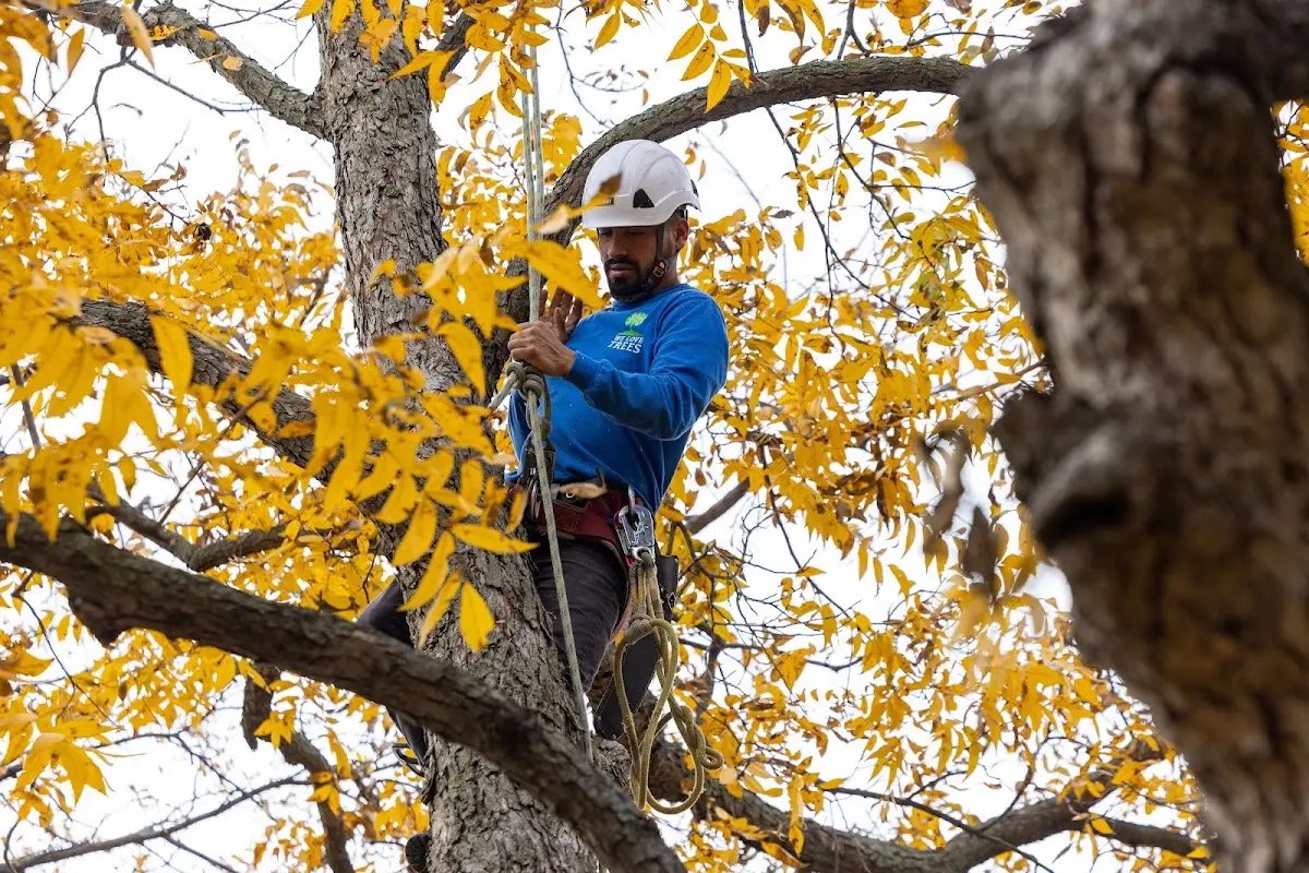Skilled Tree Pruning crew working in South Lancaster