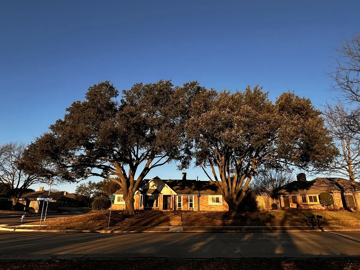 Established residential canopy tree shading a home in South Lancaster
